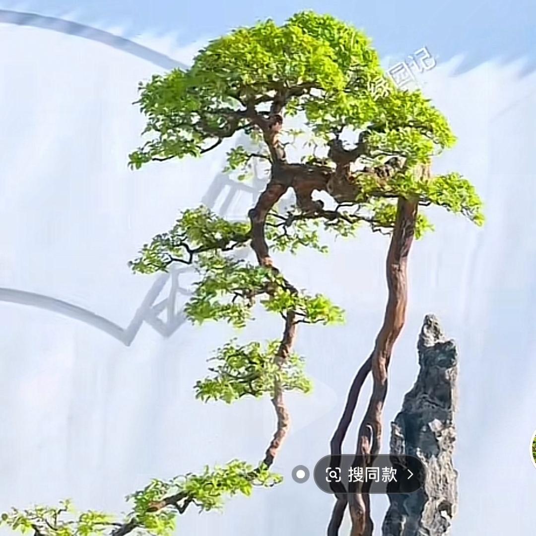 庭院绿化