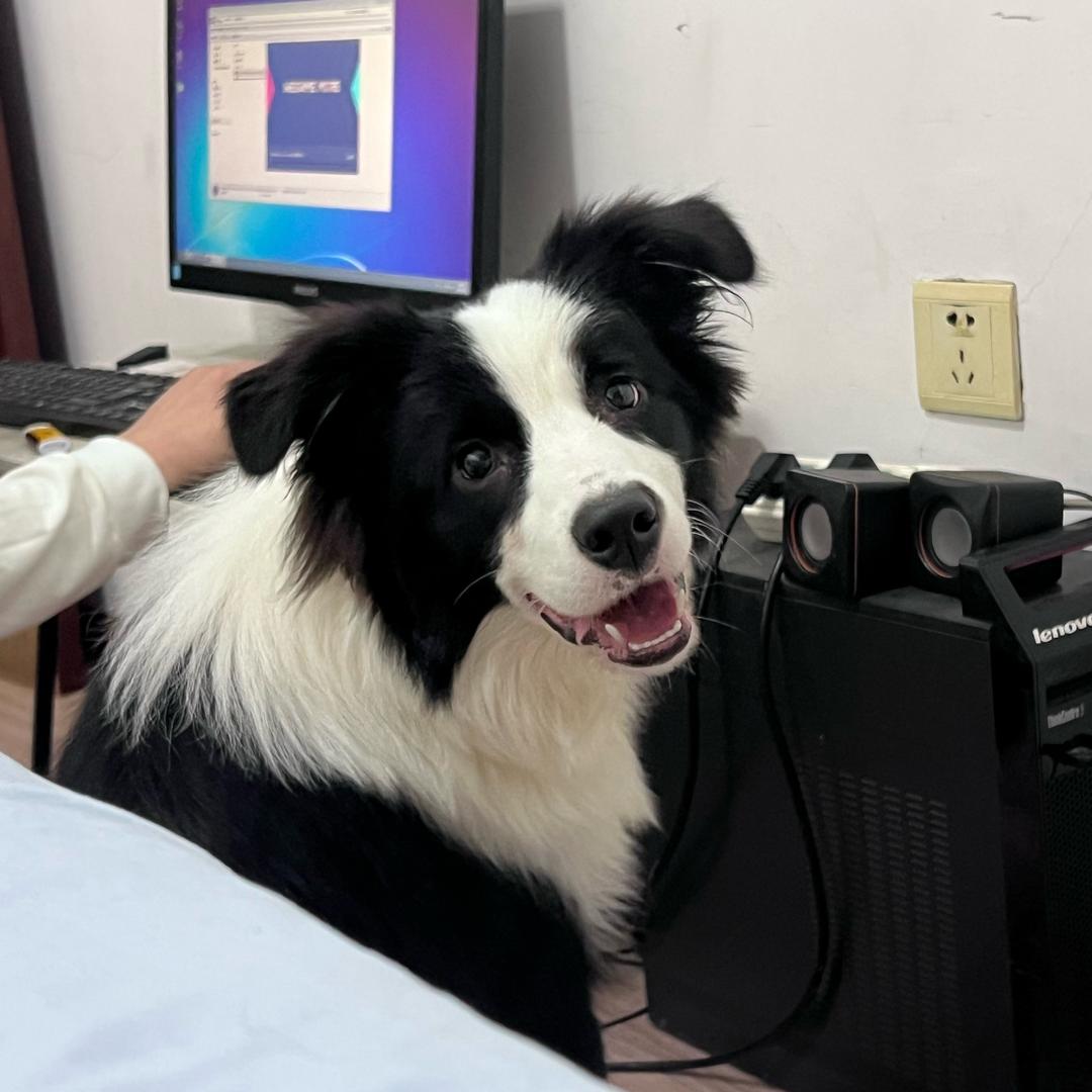 边牧王小满