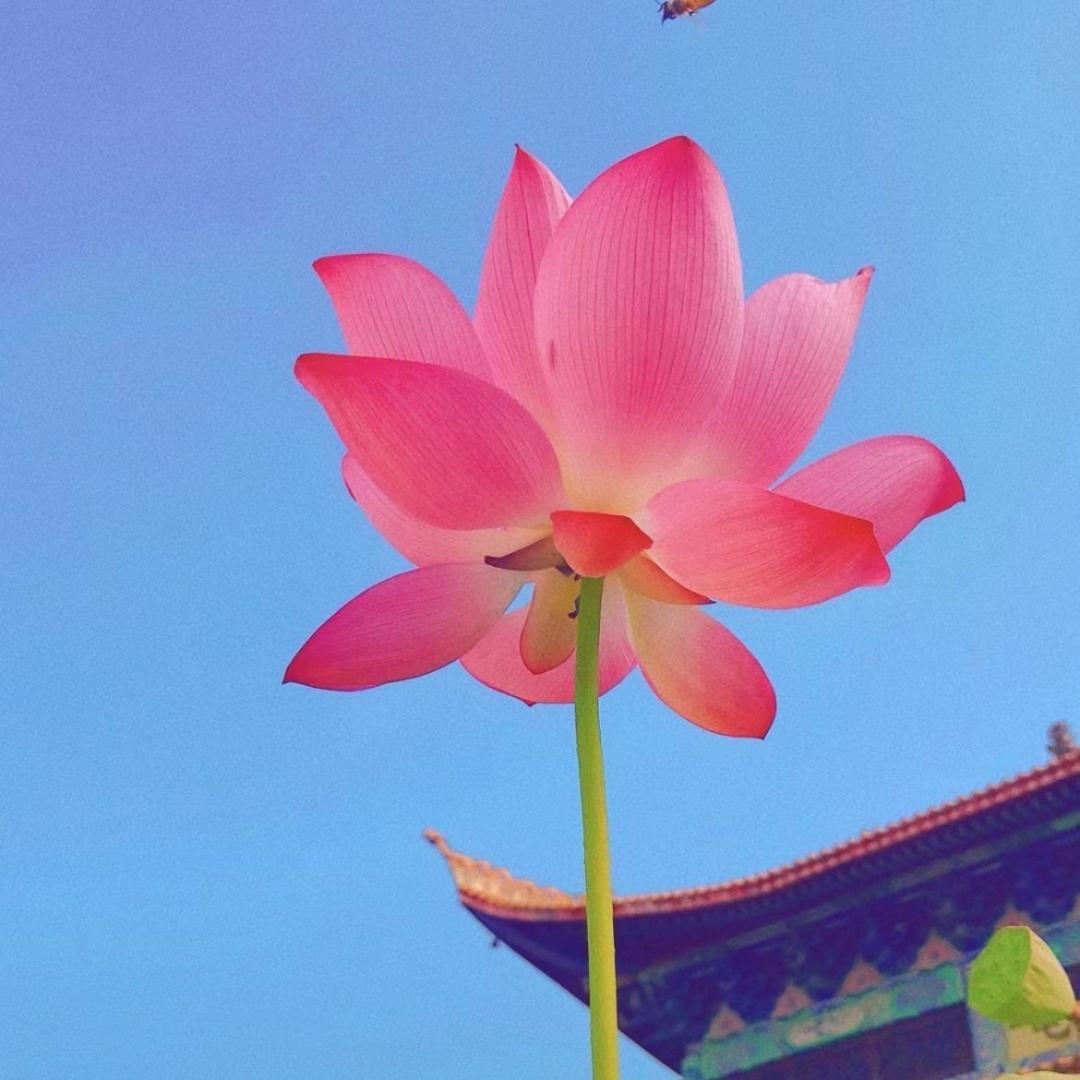 是来与