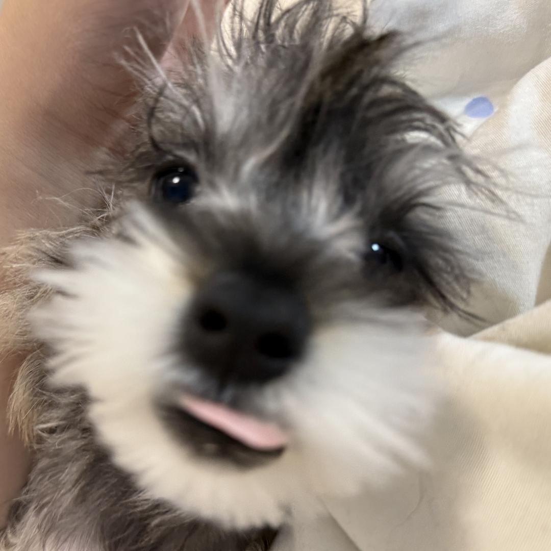 喵主子和它的狗