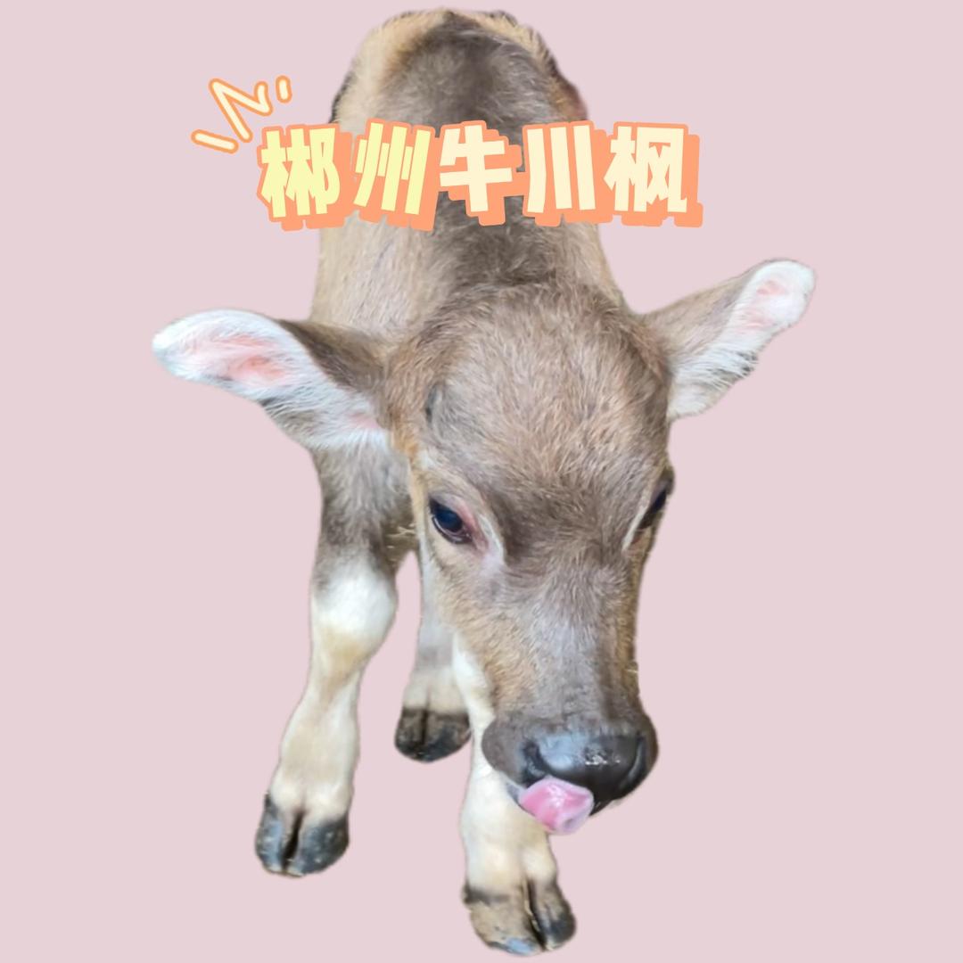 郴州牛川枫