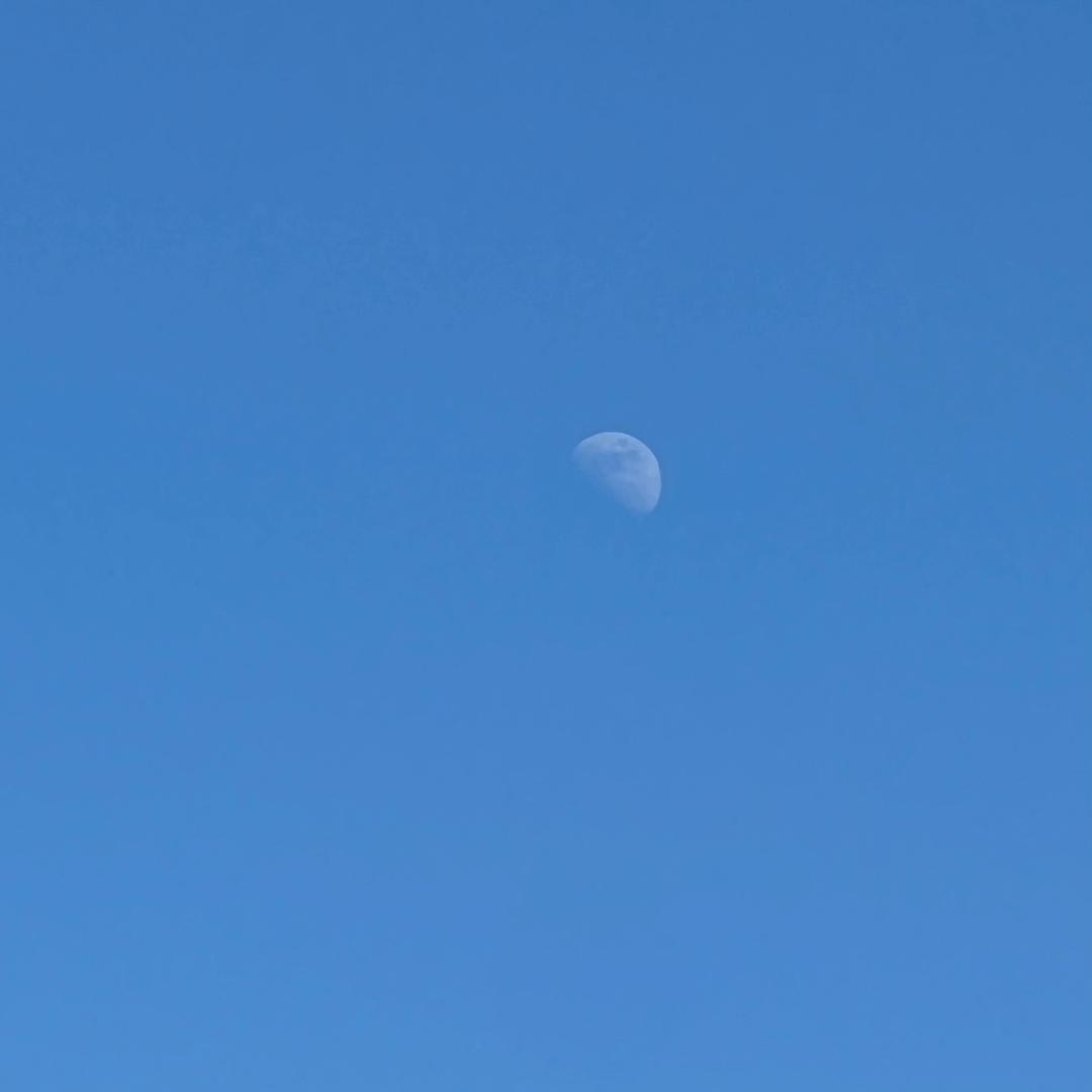 木瓜