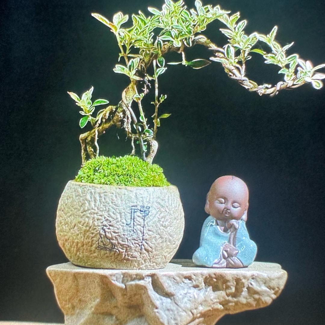 光头盆景花卉家庭农场