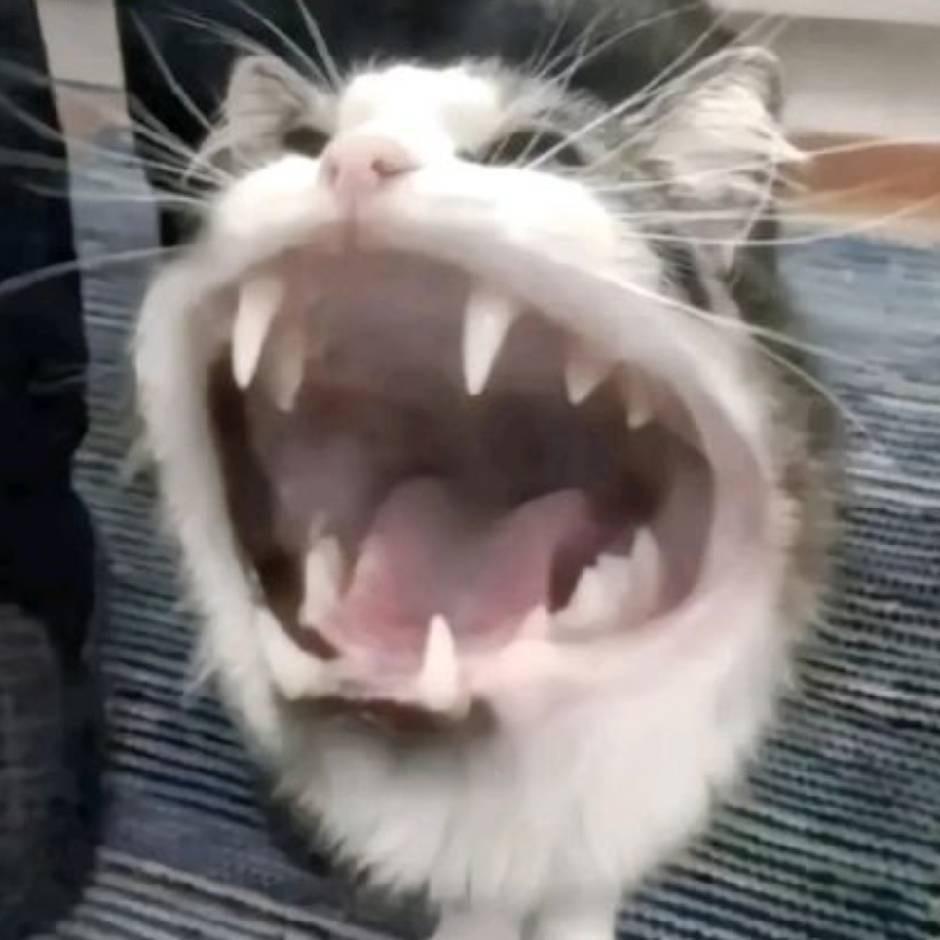 阿鲲