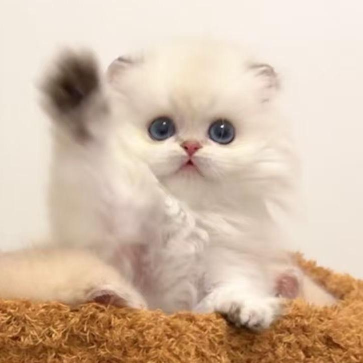 么凹猫👑
