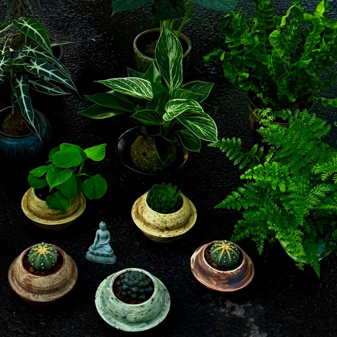 人间草木志