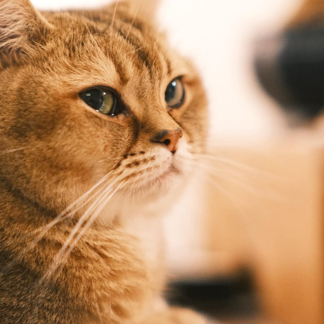 家有小叭和小六