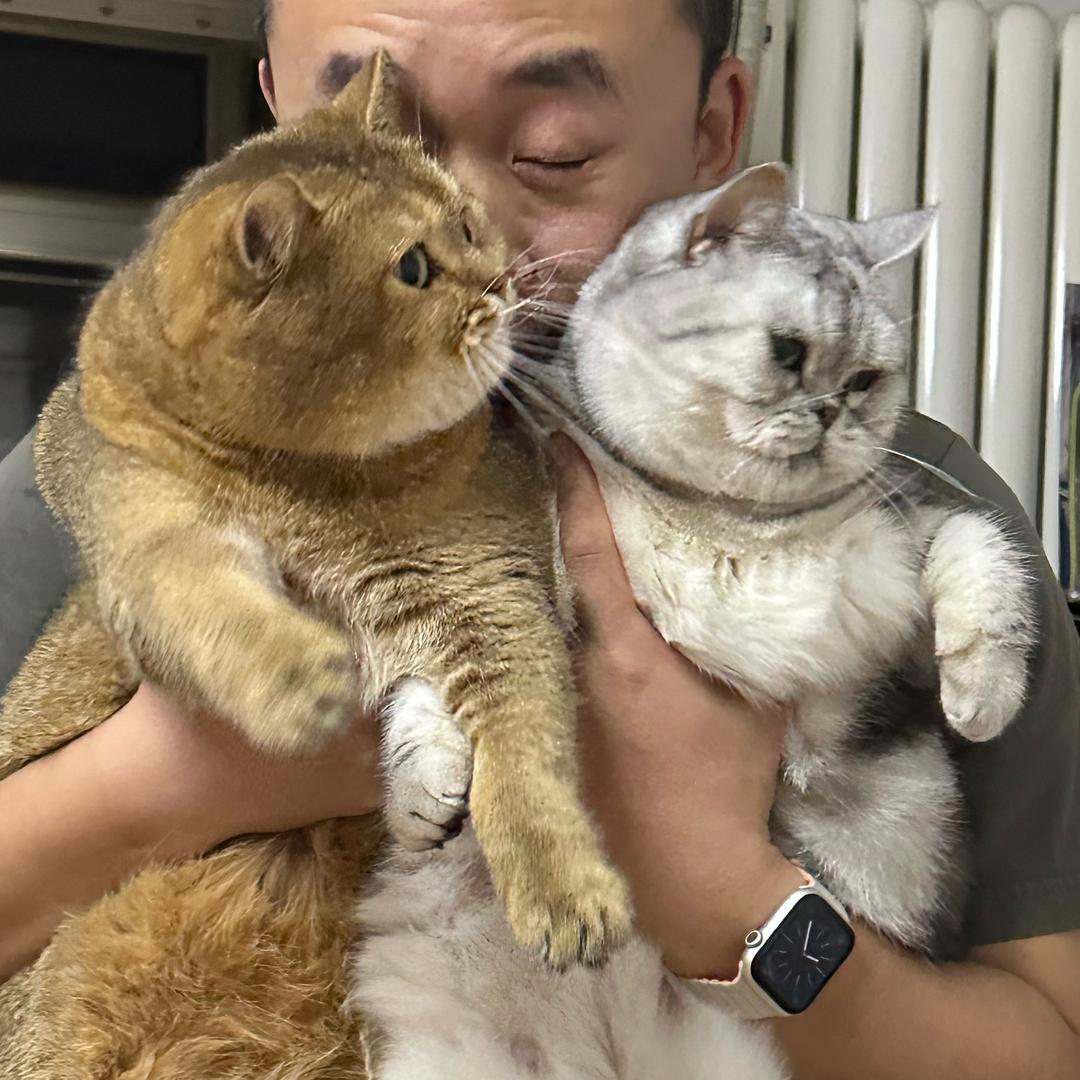 胖虎鲸