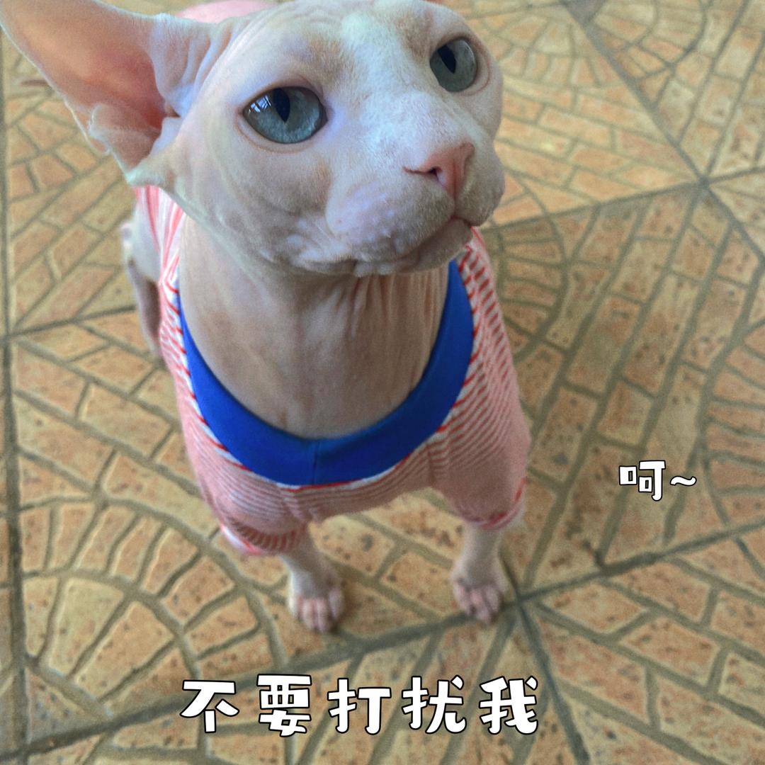 喵喵嗳宠物用品甄选