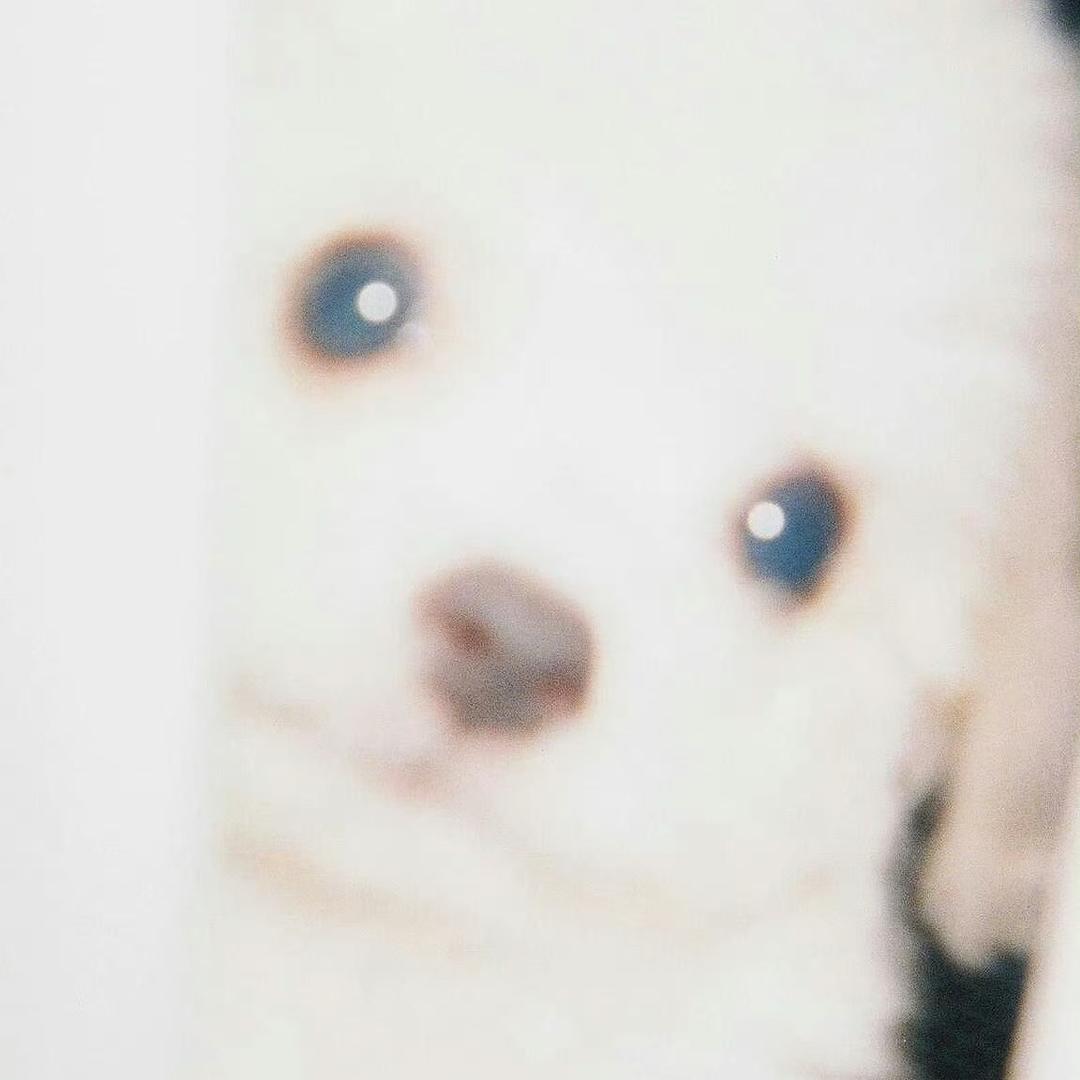 全网最期待符椅cha的主播