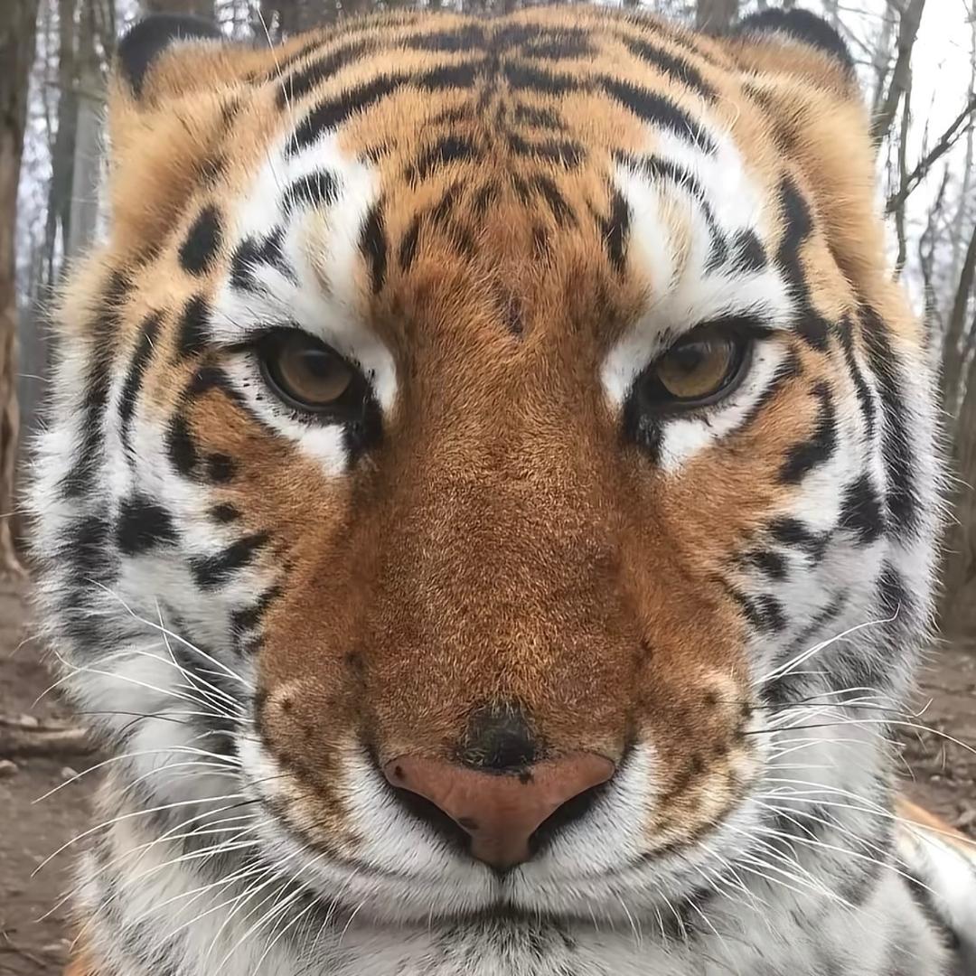 一只小miao
