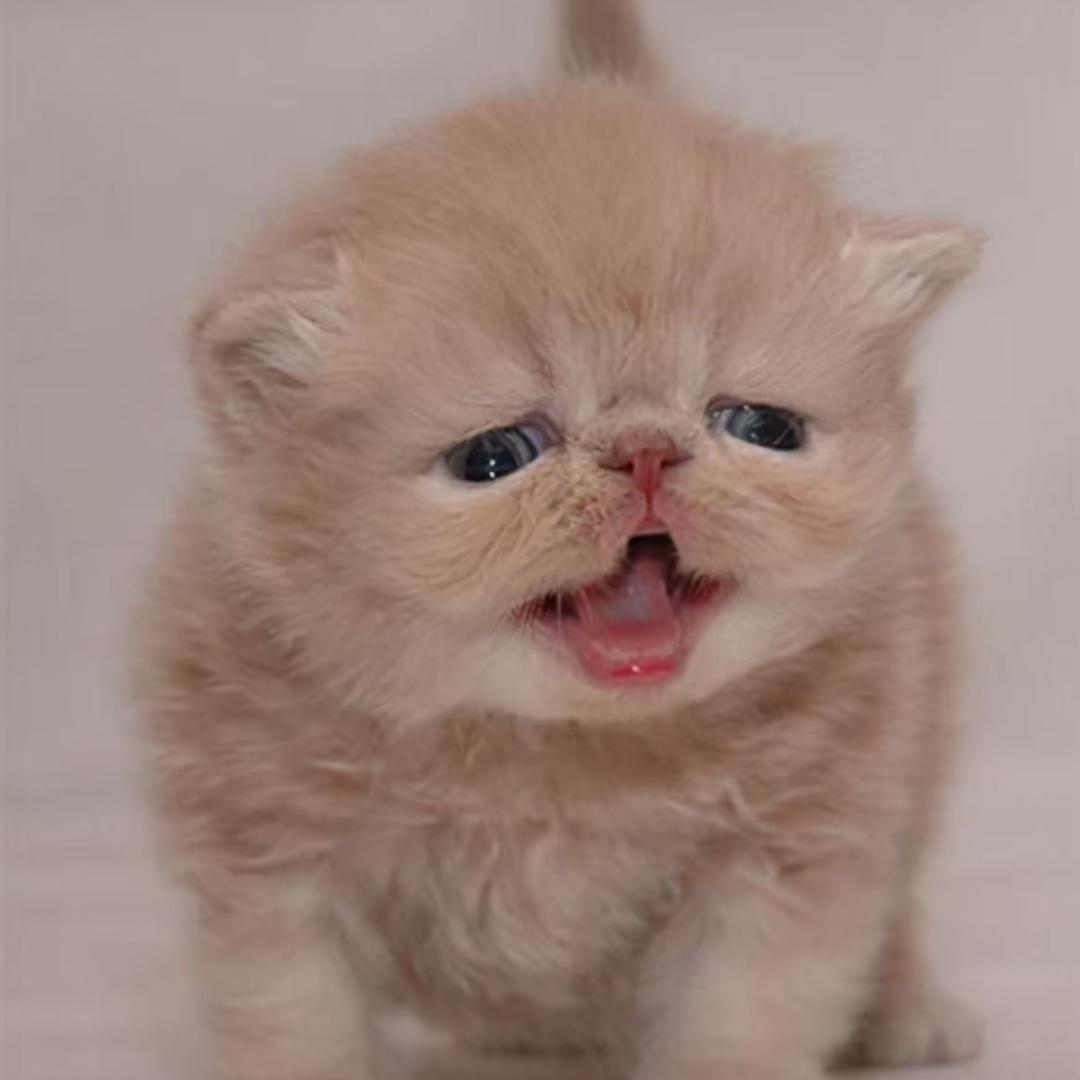 无奶的他