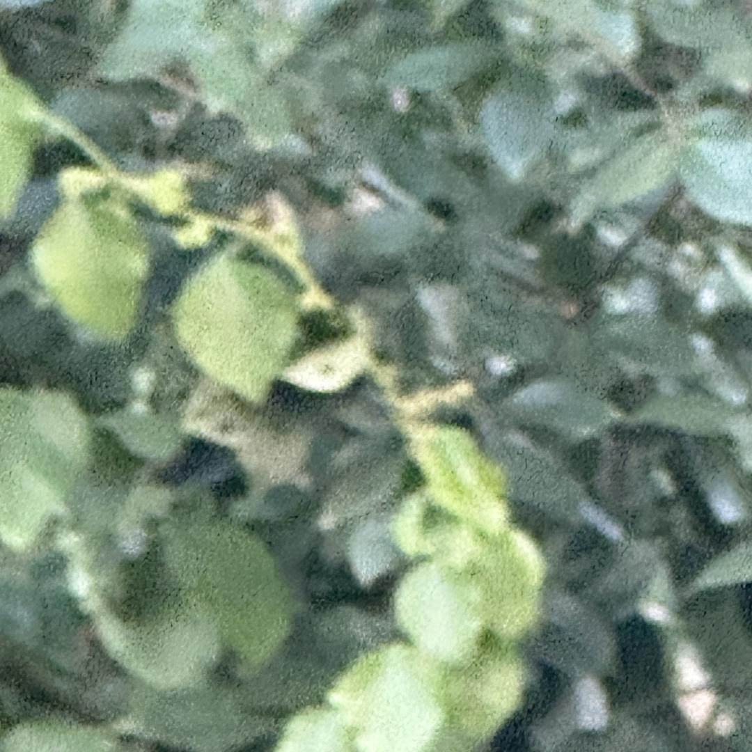 嵊州市旭东苗木专业合作社企业店