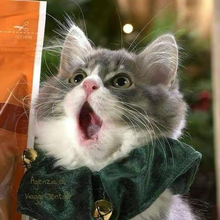 披萨是只猫