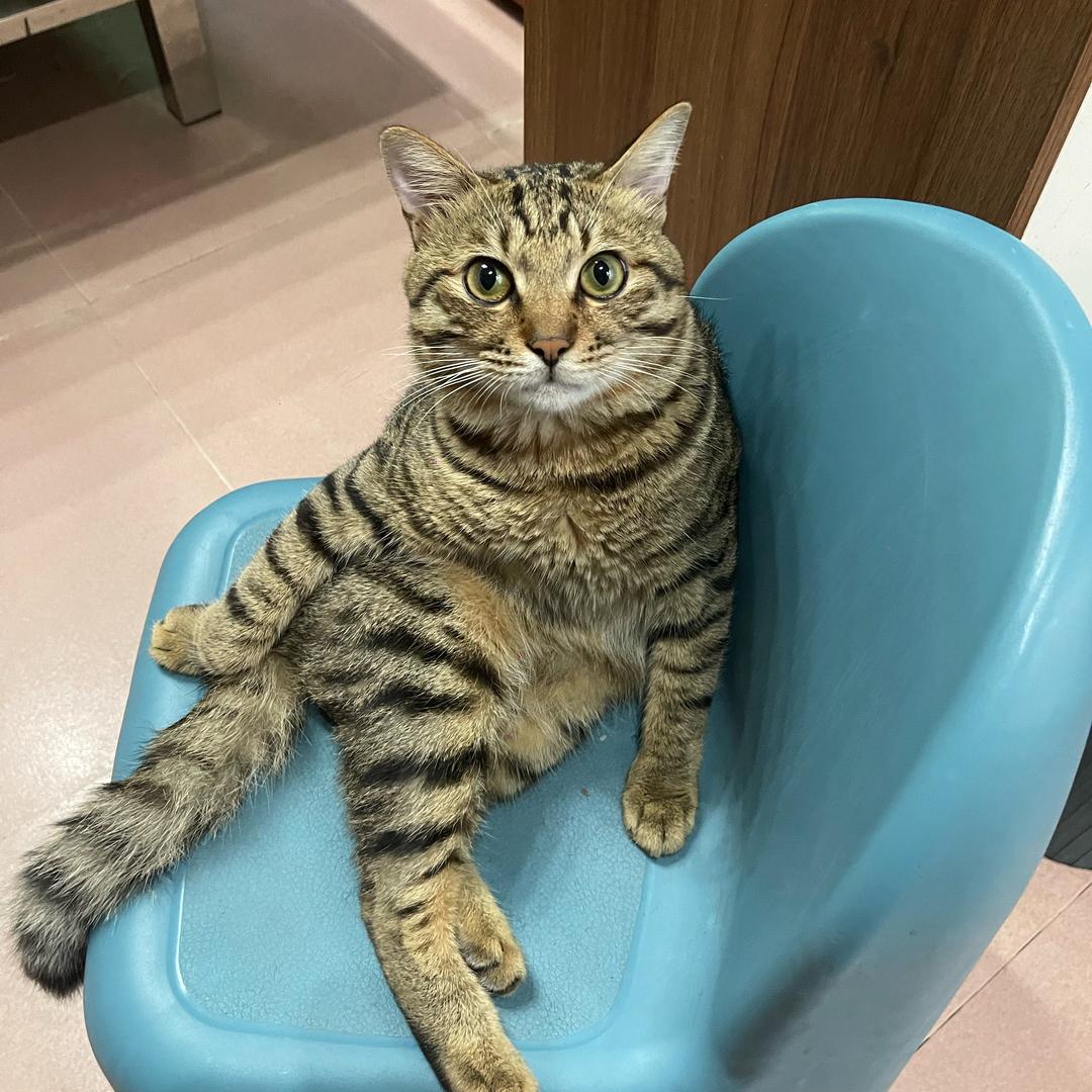 云吸猫