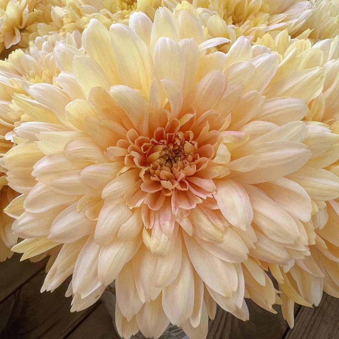 芯汐花坊