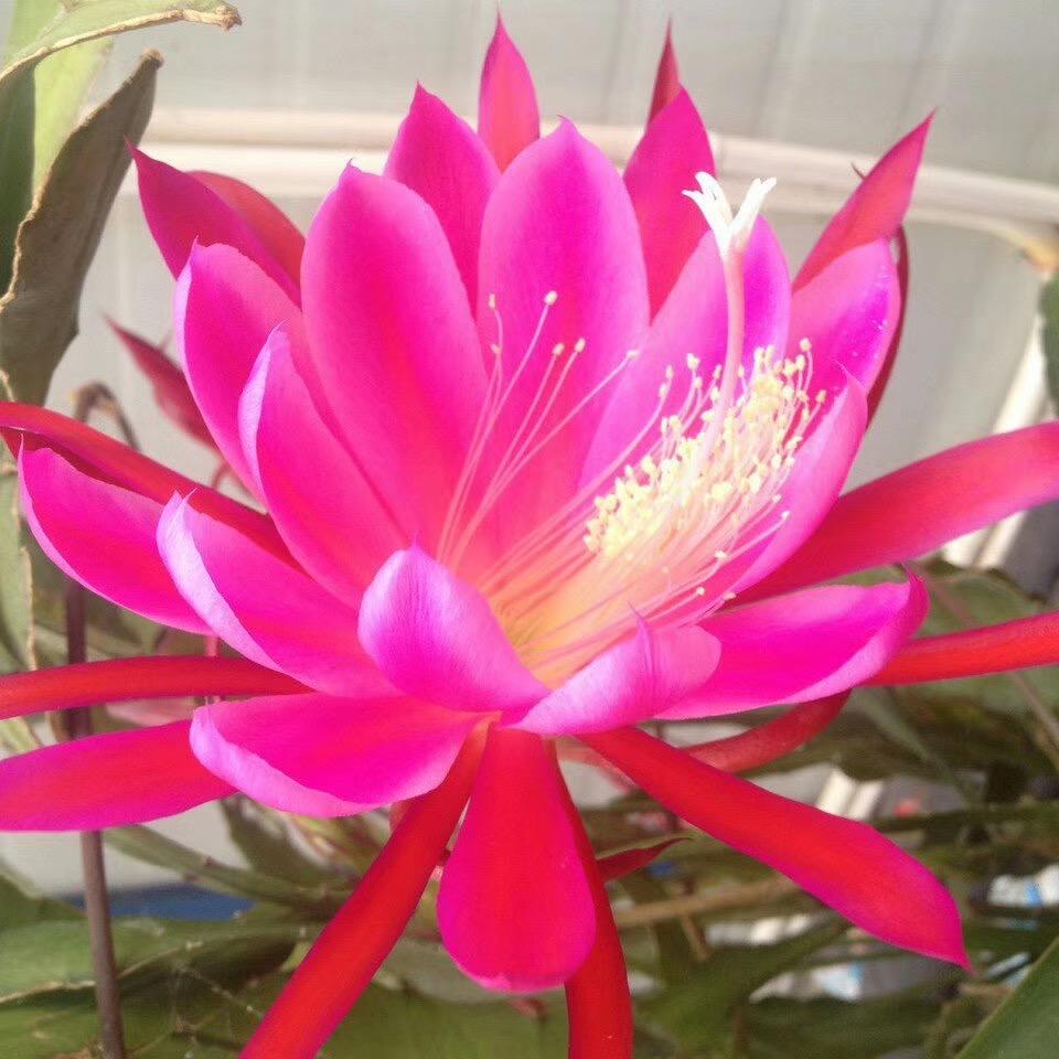 花晨月夕