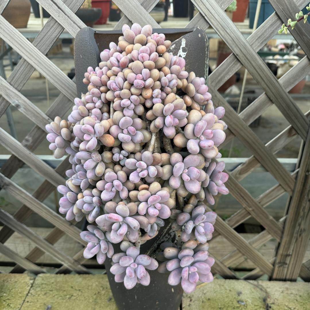 潇潇学姐的多肉花园（10单接寄养）