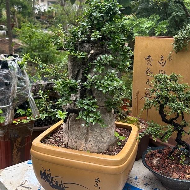 逸趣园盆景