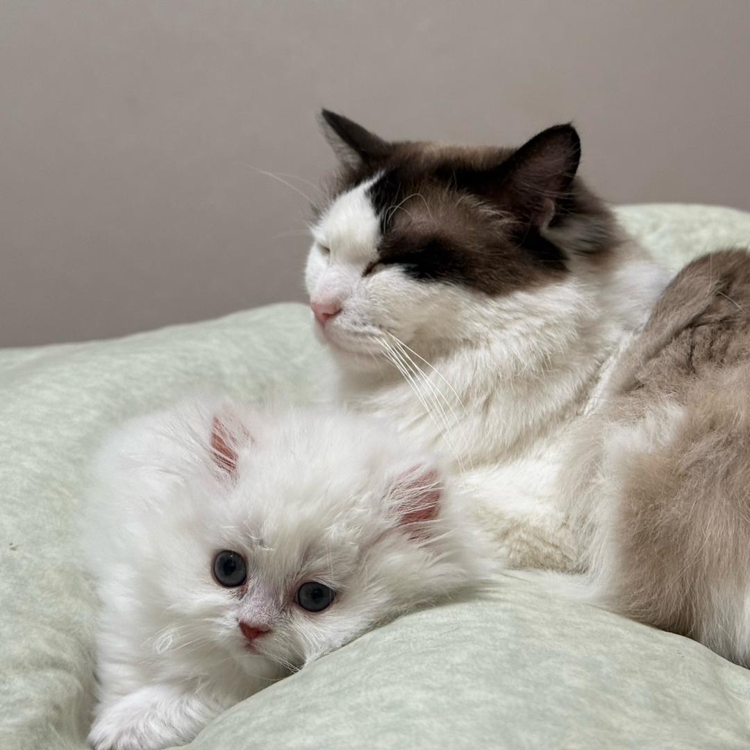 来一碗香菜（捡到小狗版）