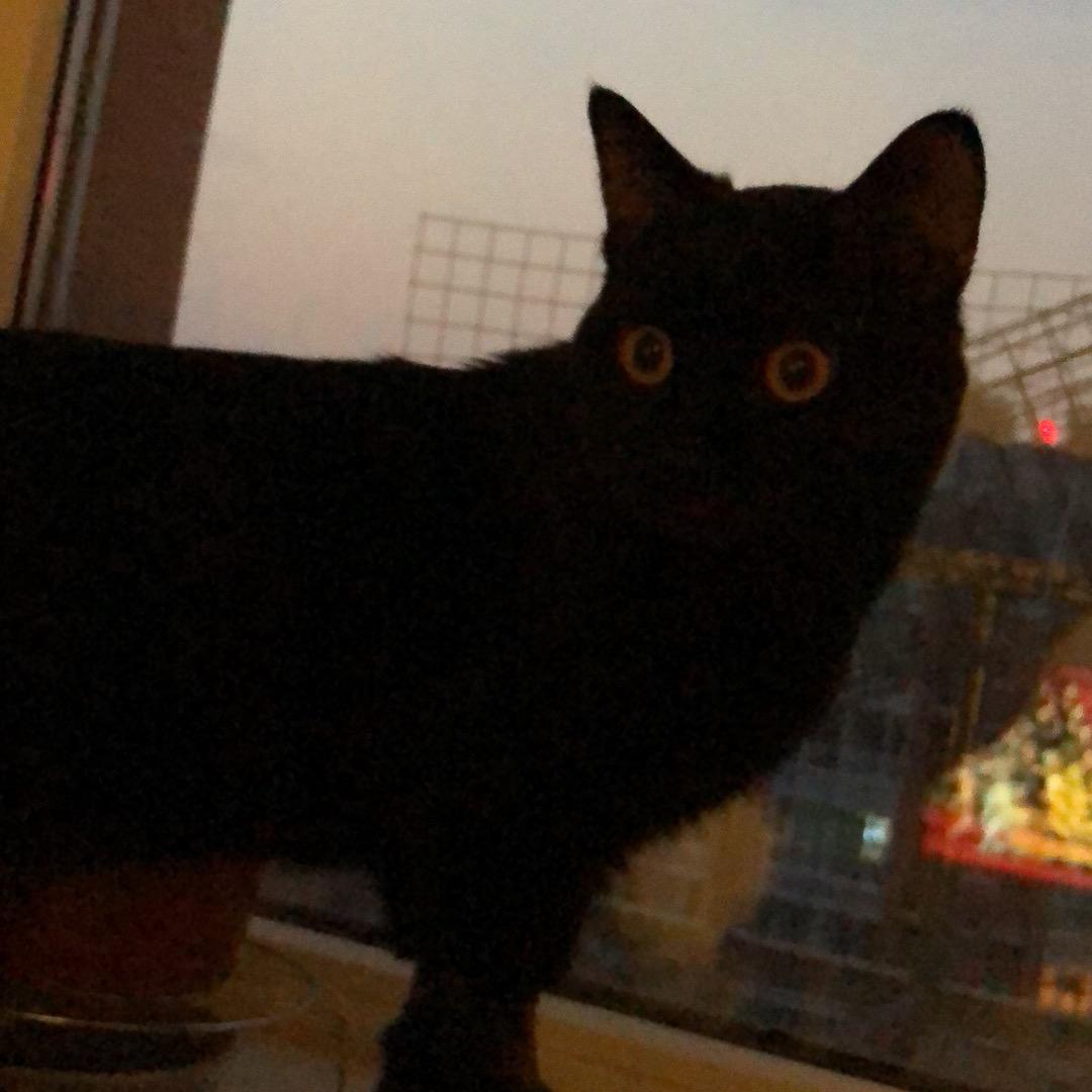 黑猫小队长@多肉