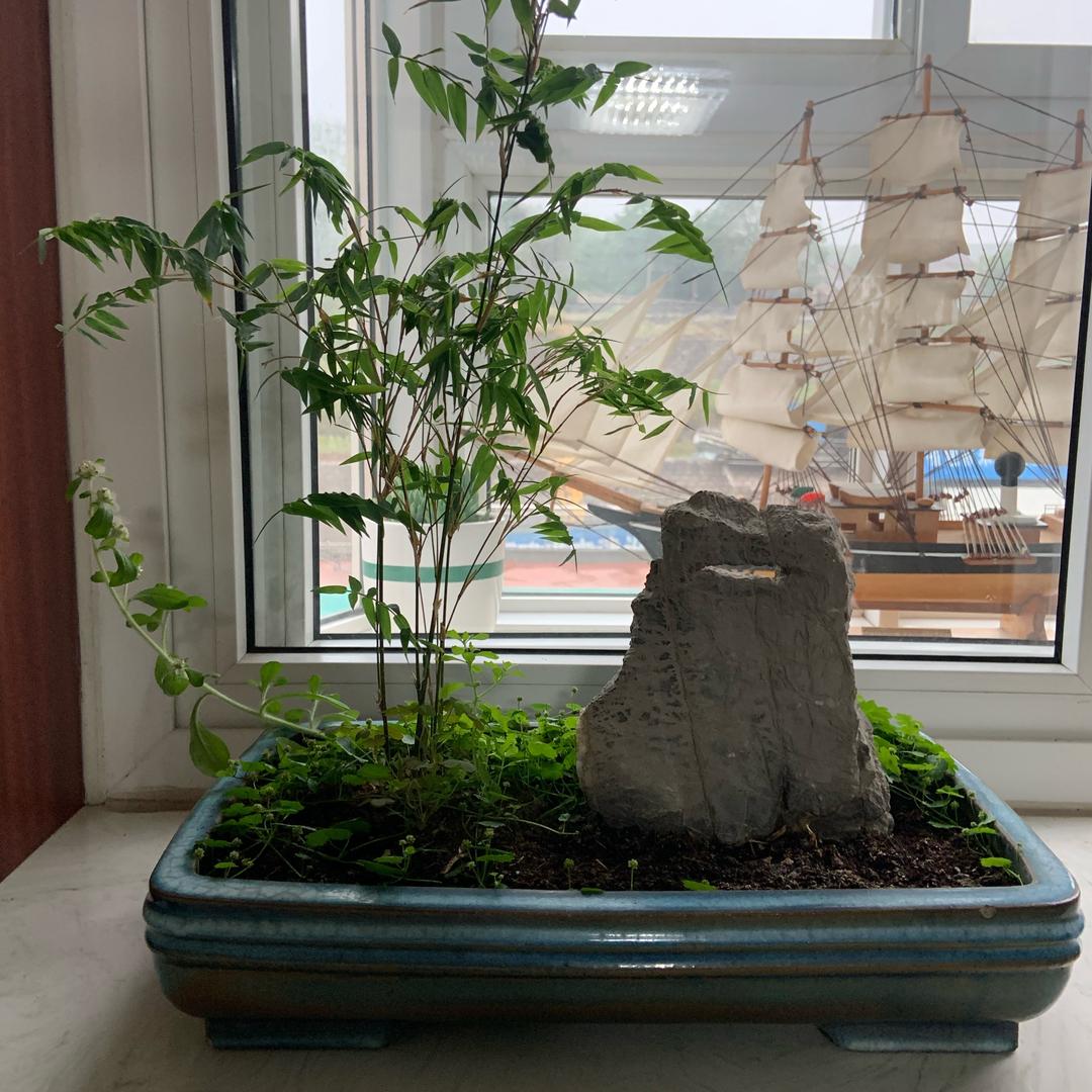 🍀风声🍀🌷