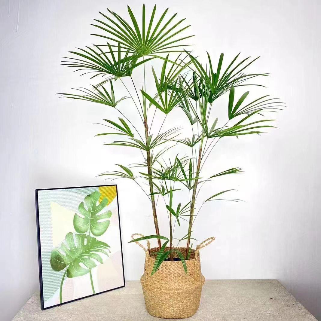 御花缘