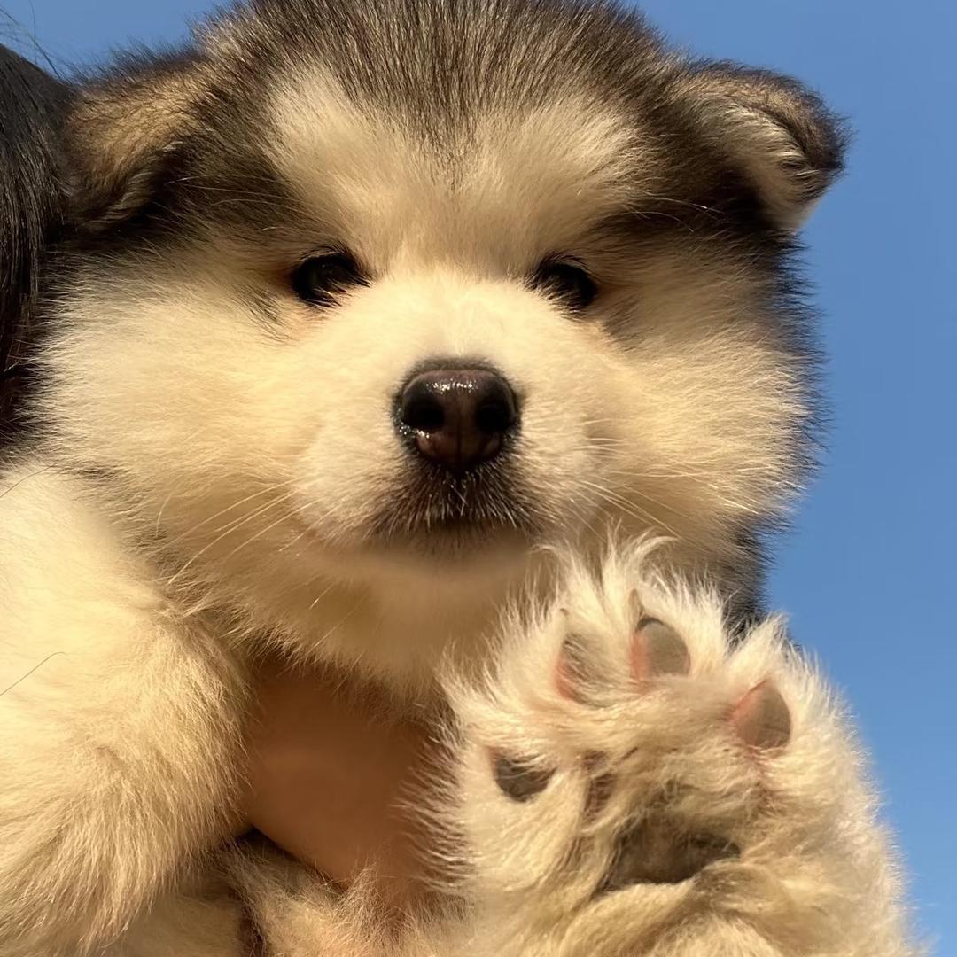 🌈W和他的阿拉