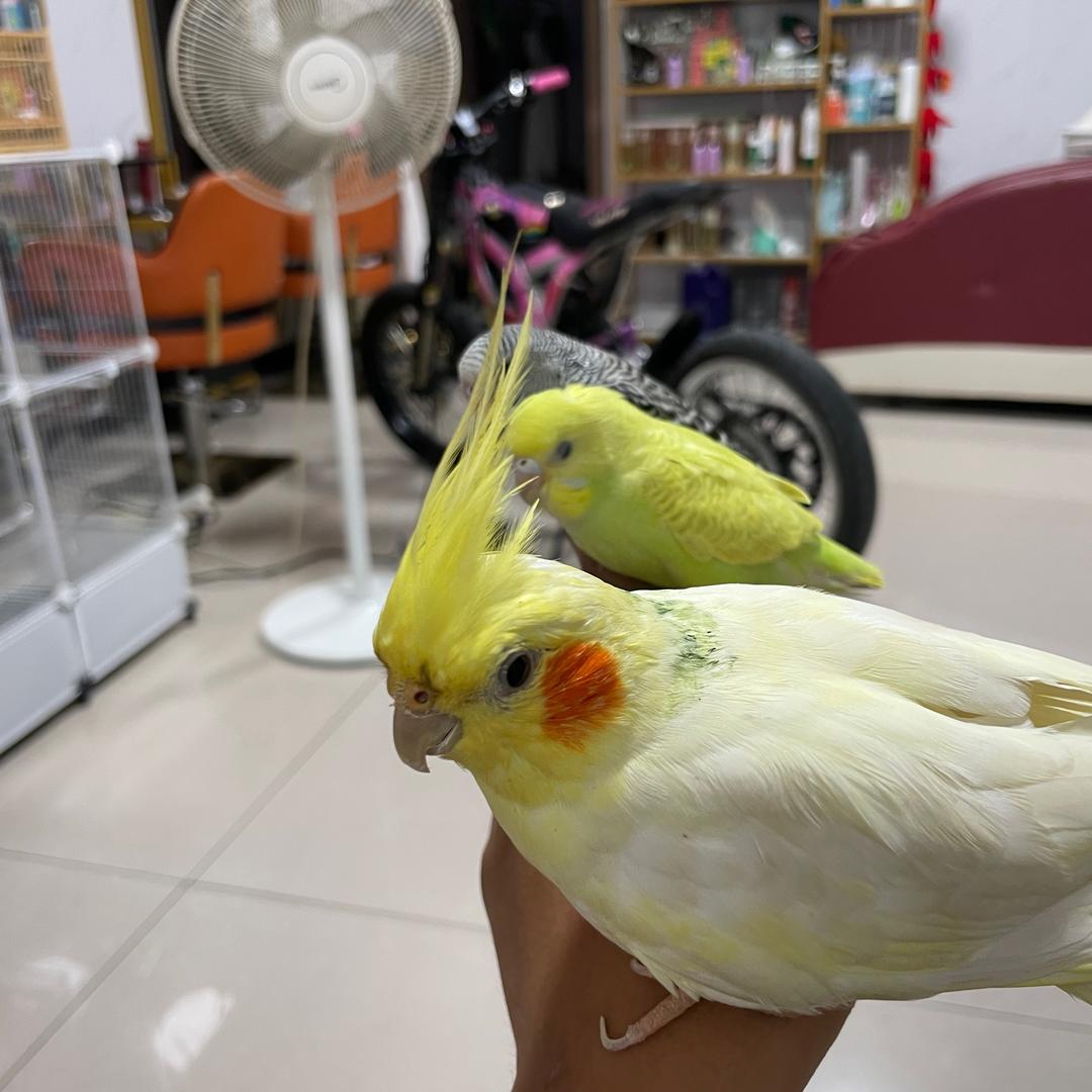 唧唧豆