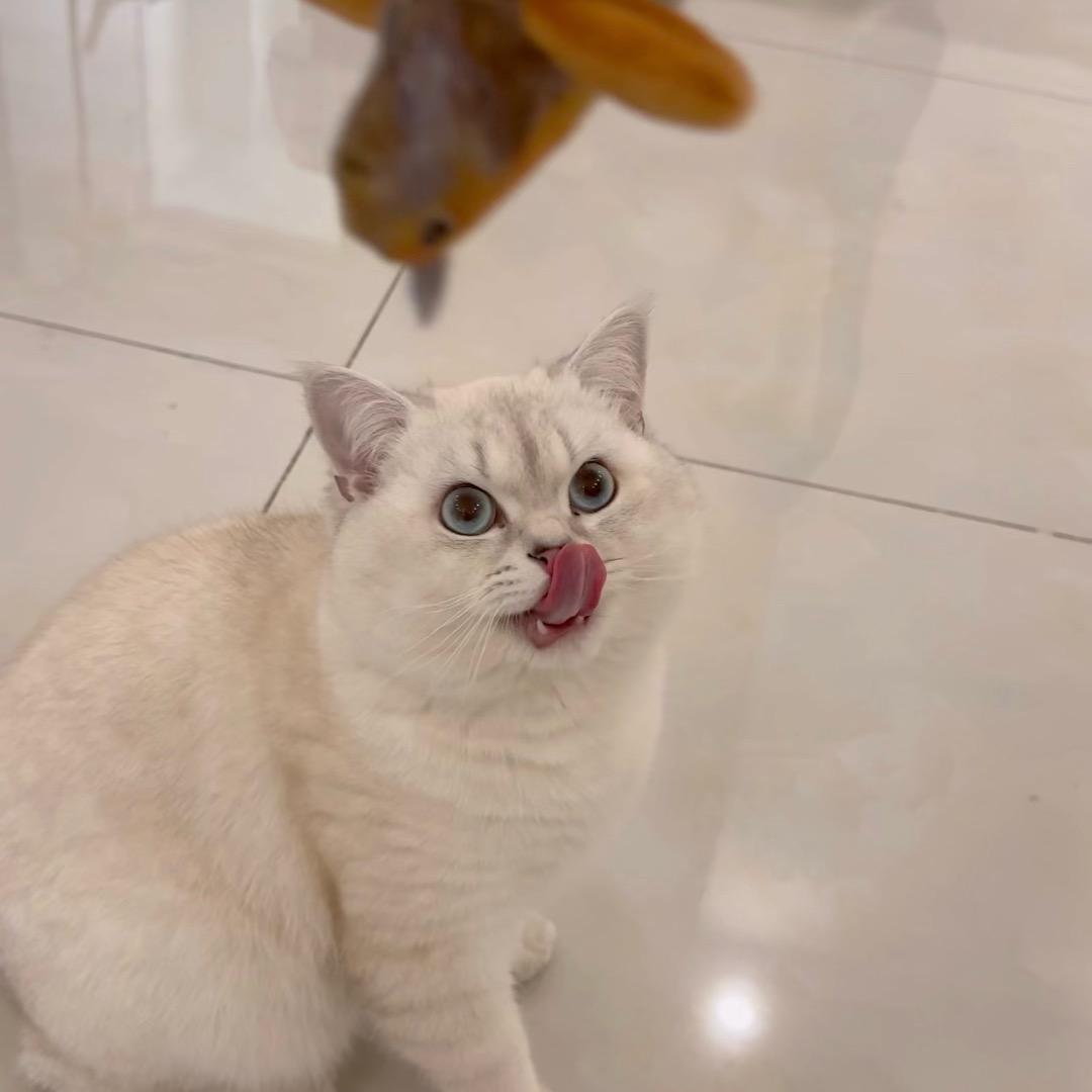 点点不爱抱