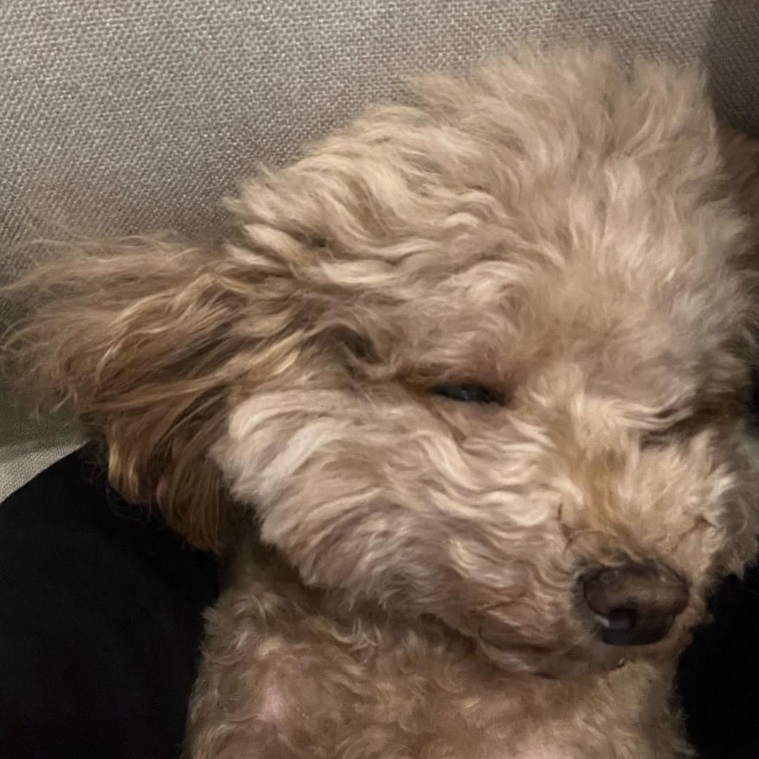 小番茄and小土豆