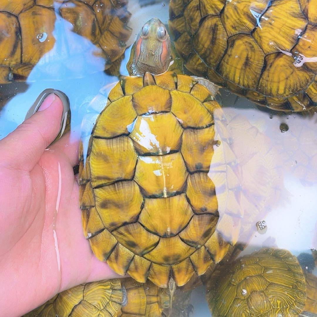富甲龟业1