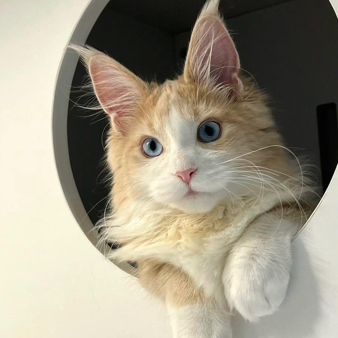 Laien极宠 莱恩犬舍 猫舍