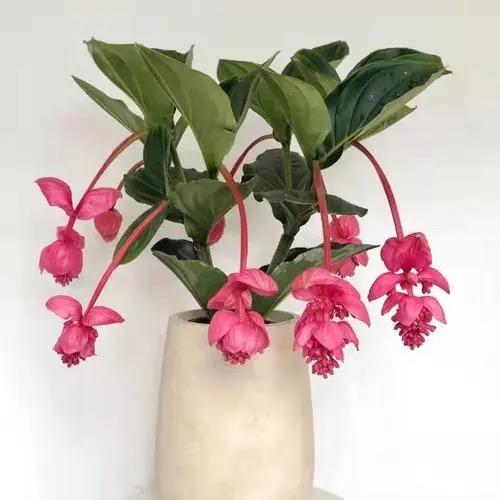 青州多宝花卉