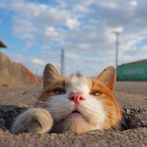 兜兜猫（三角洲行动）