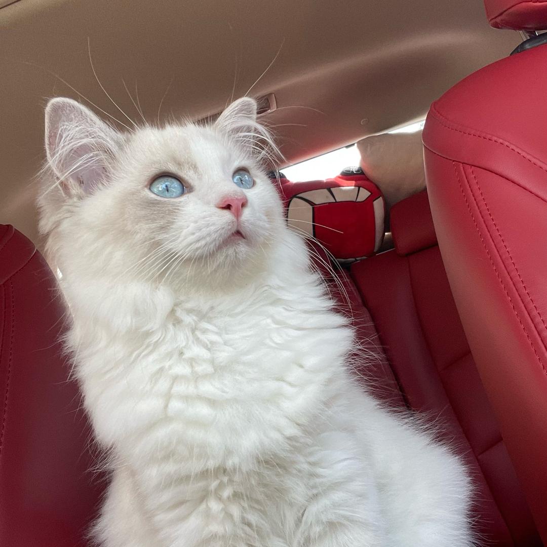 小猪佩剑