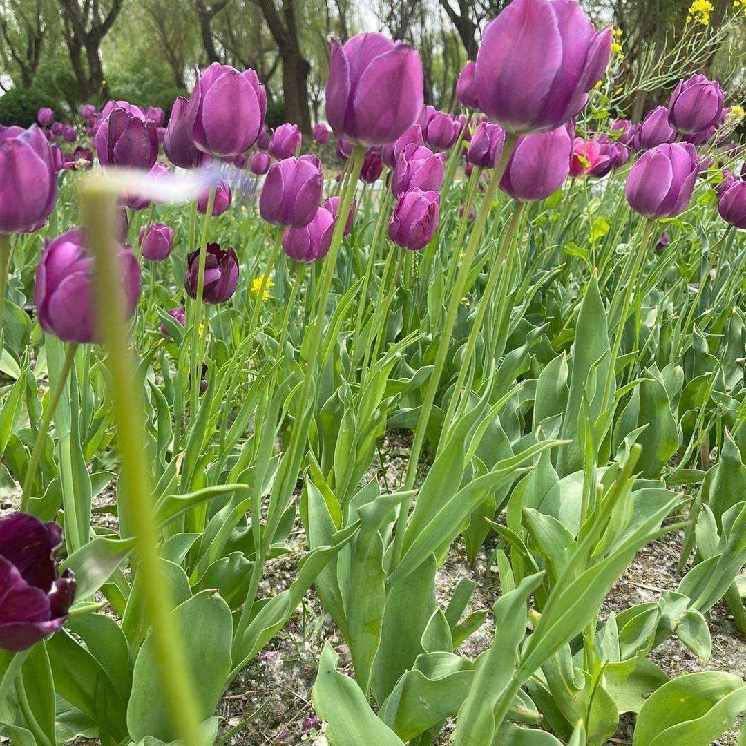 🦋淡如烟云🦋