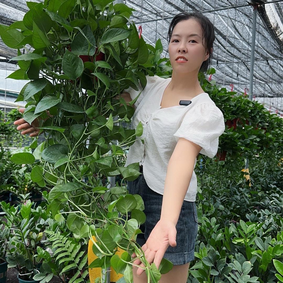 思兰绿植旗舰店