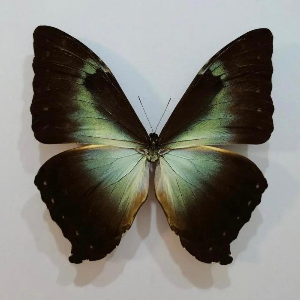 🦋-