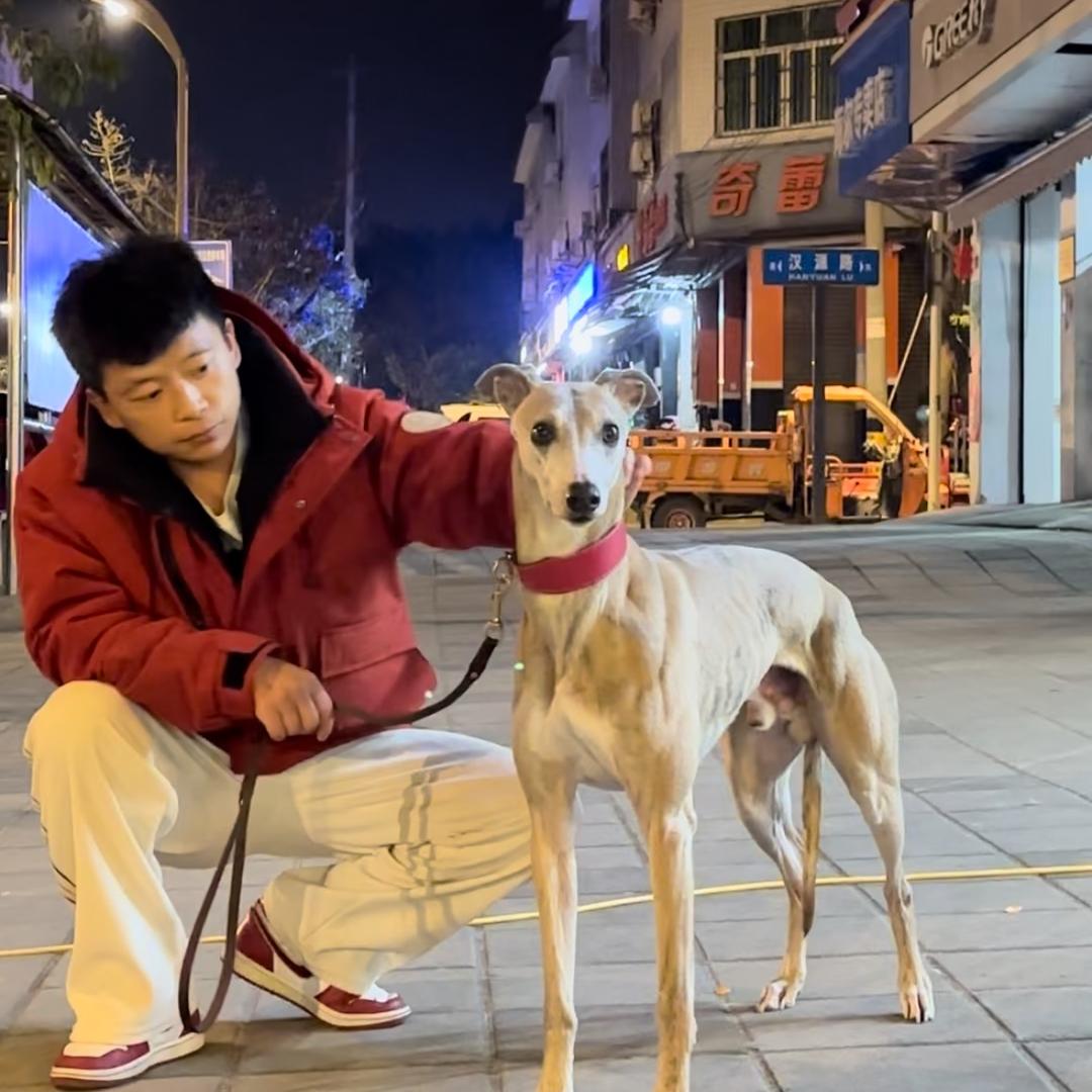 小杰教你训犬（成都）
