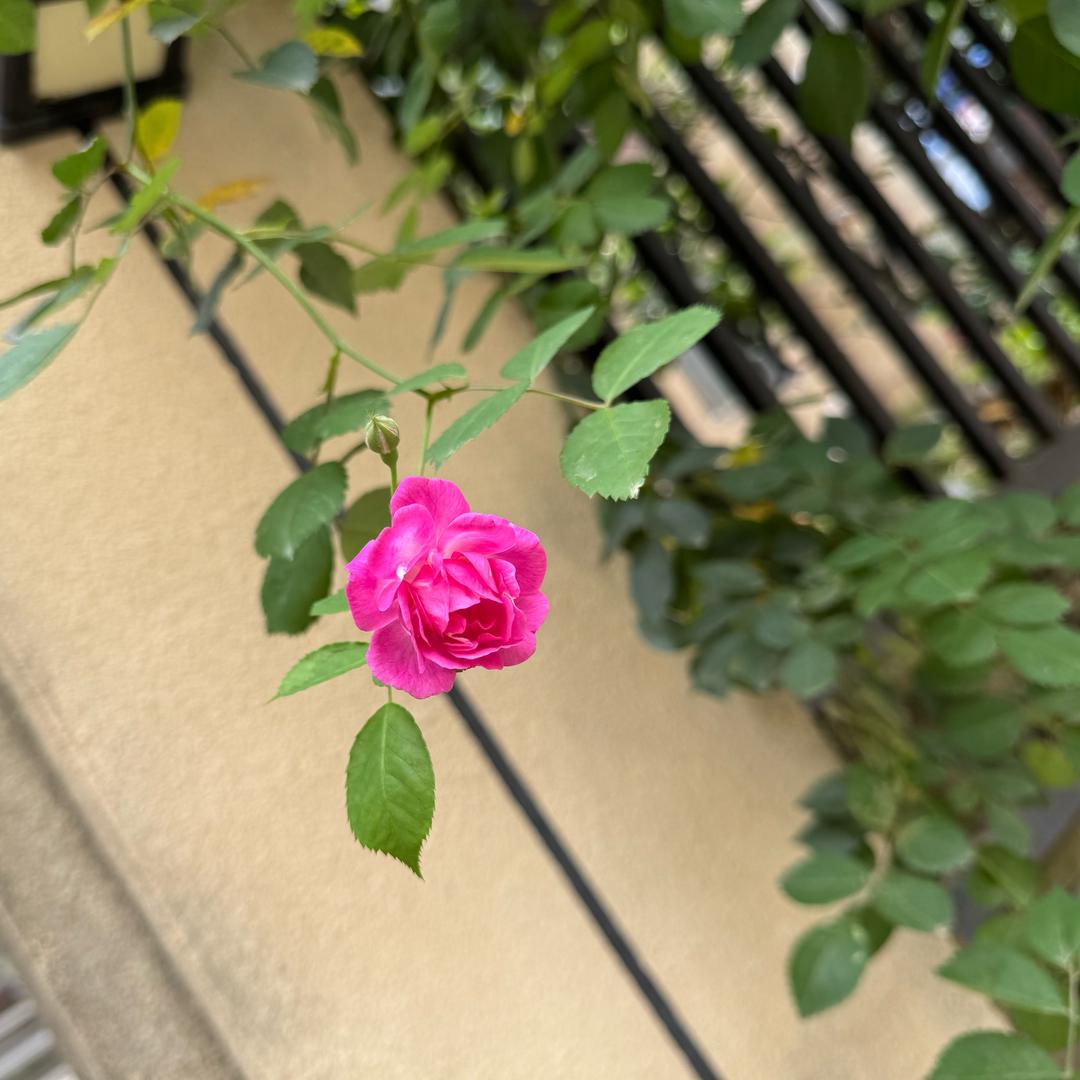 蔷薇花