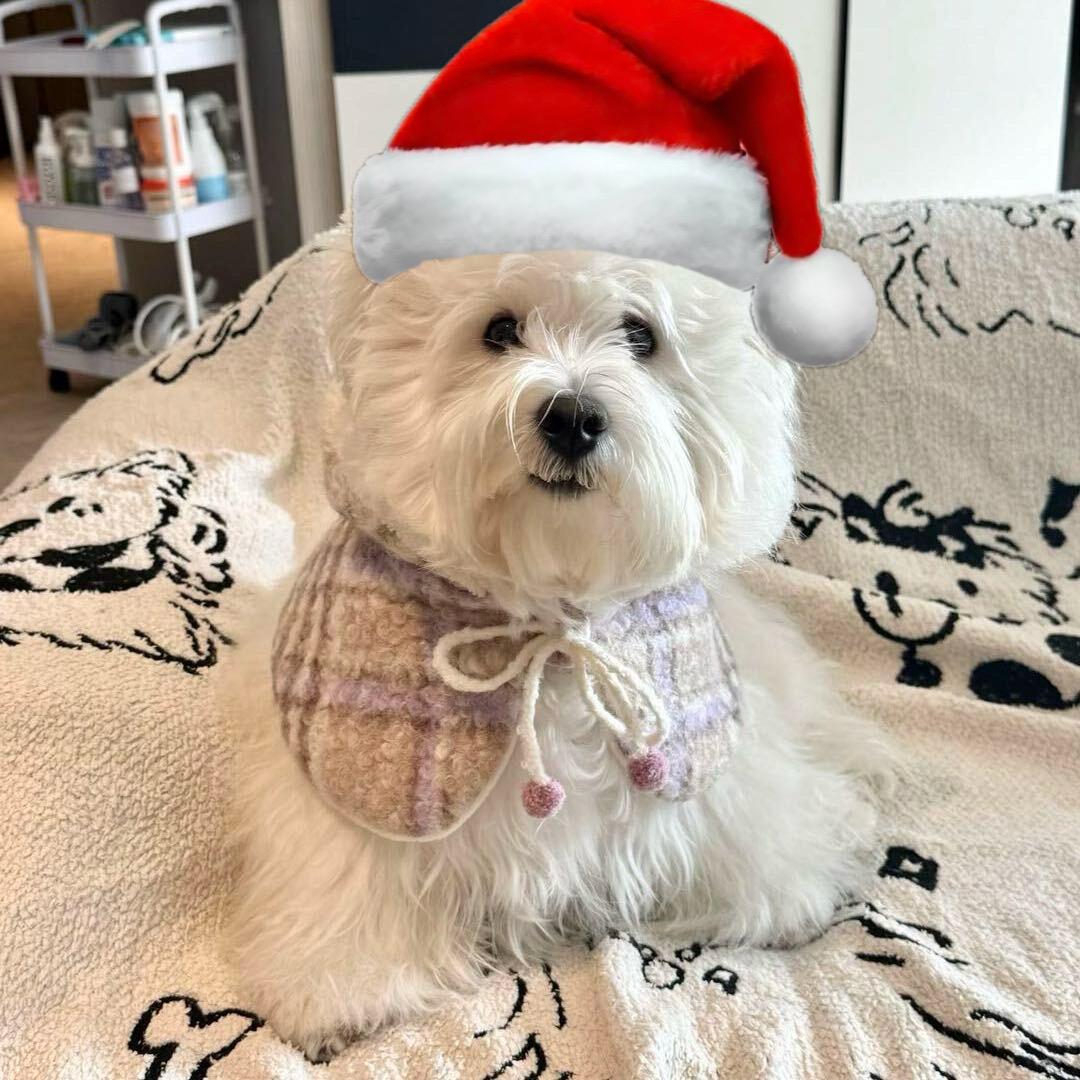 樱桃小丸犊子