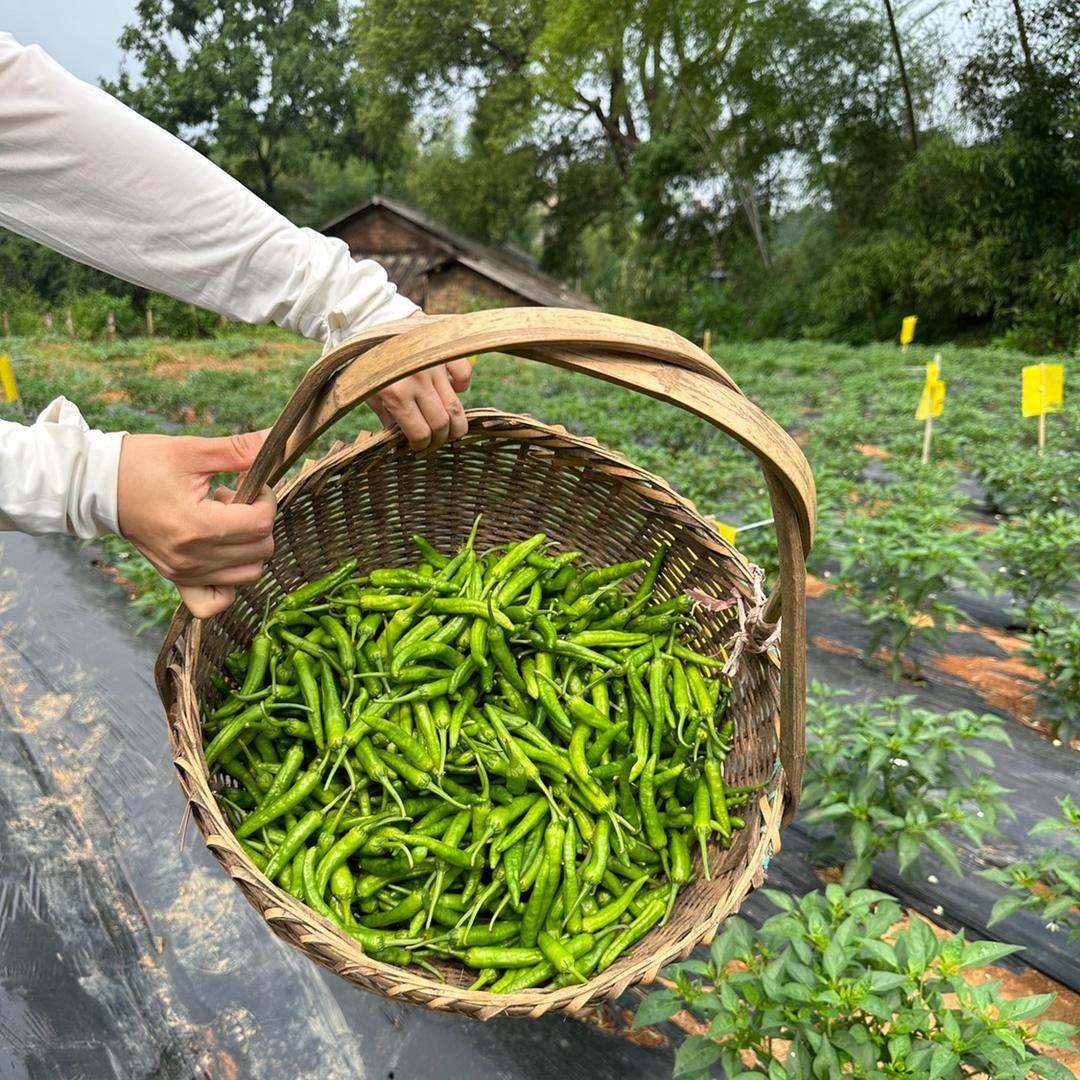 大塘冲生态农业(湖南辣椒供应链)