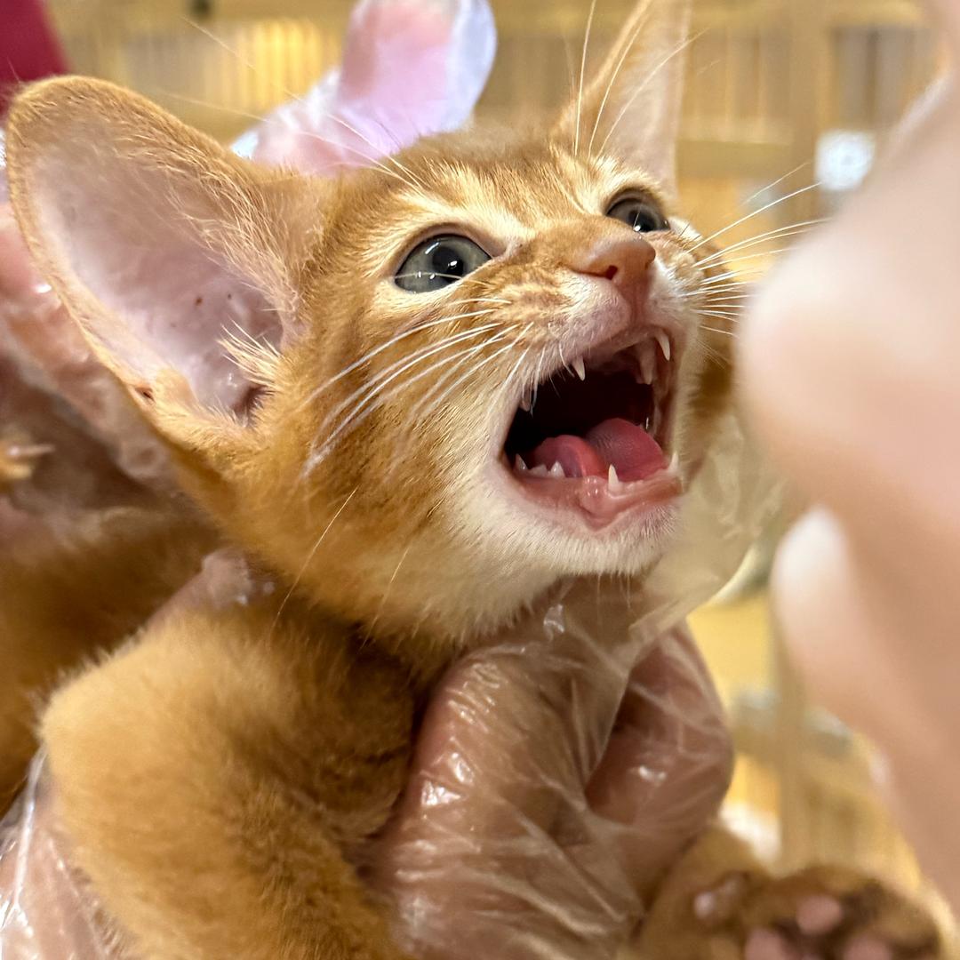 猫喵喵