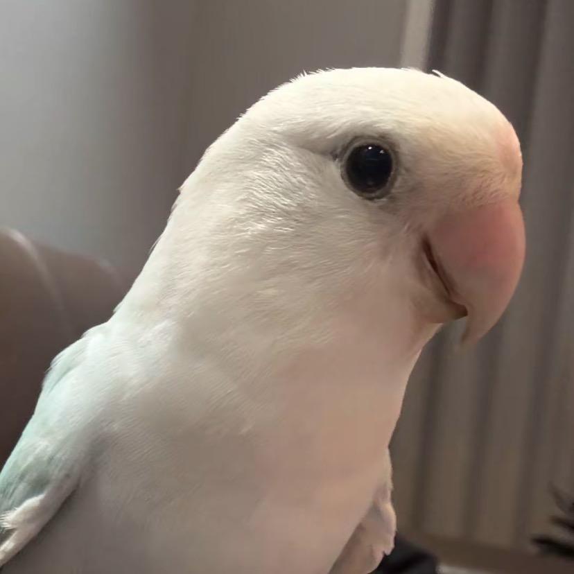爱宠鹦鹉