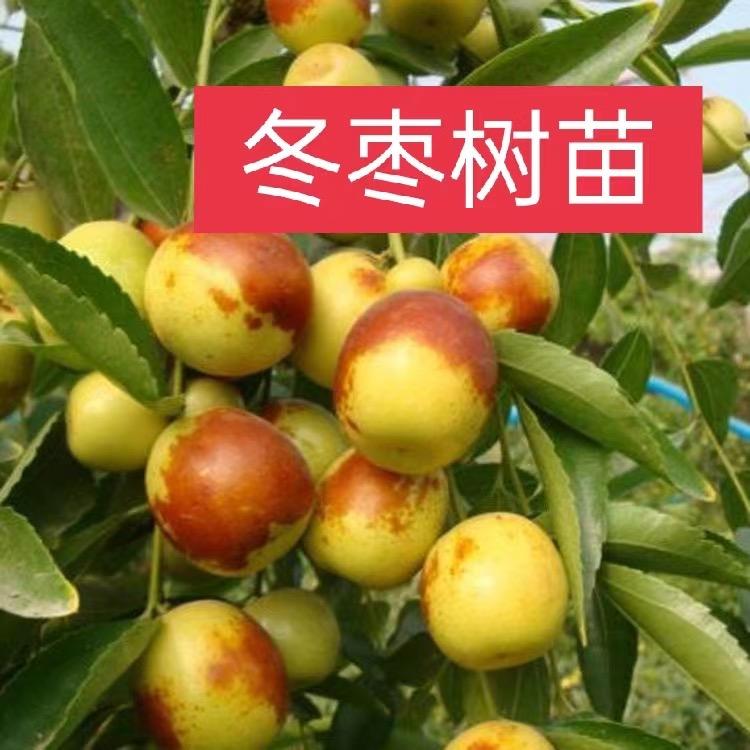 霞盛果树苗木专营店