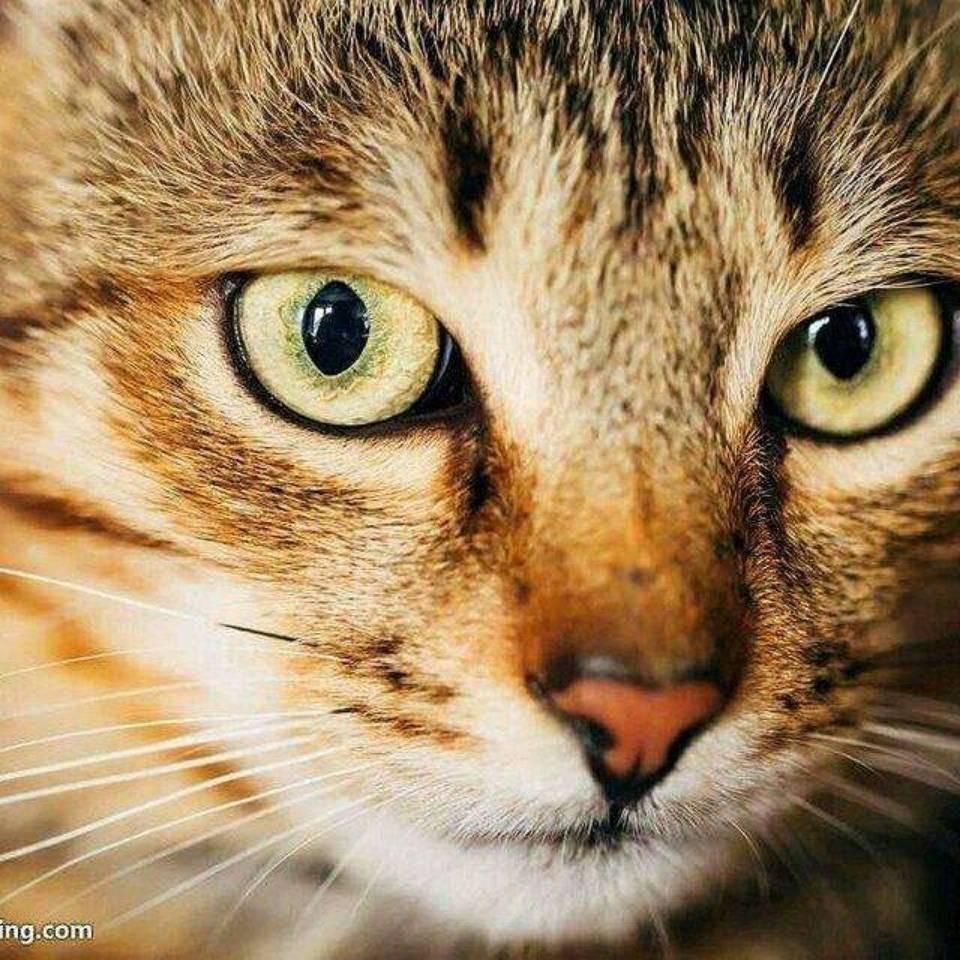 薛定谔的猫儿