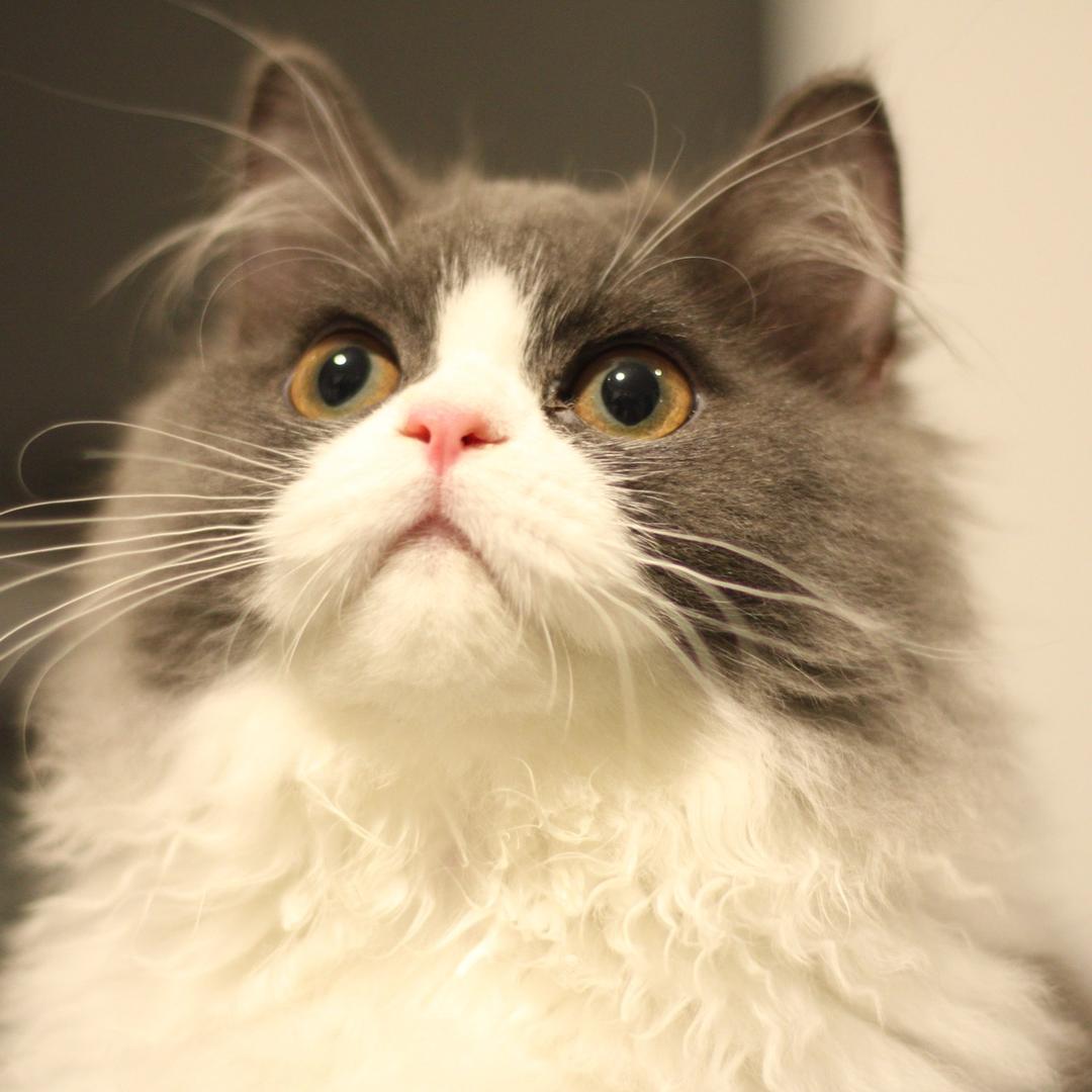 福宝是只猫