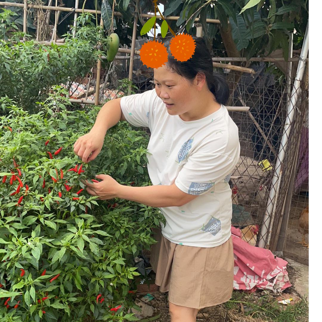 小秋（首播筹备中）