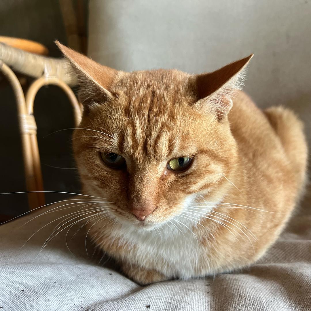 熊猫大侠